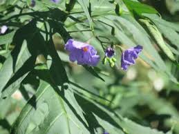 Image result for Kirkiaceae