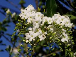 Image result for Duranta erecta
