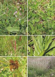 Image result for Laurembergia tetrandra