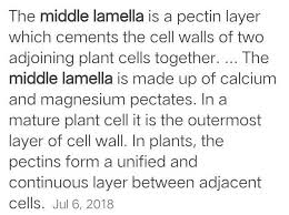 Bone and cartilage contain less cartilage and are. What Is The Function Of Middle Lamella Brainly In