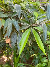 Image result for Syzygium jambos
