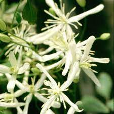 This species produces thousands of lightly perfumed starry white flowers in midsummer. Buy Clematis Group 3 Clematis Flammula 23 99 Delivery By Crocus