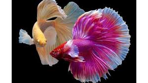 Beberapa jenis ikan cupang pada dasarnya tidak memiliki warna, apalagi saat usia muda sehingga butuh waktu yang lumayan lama untuk proses ikan cupang bermutasi atau mengeluarkan warna. Ingin Mulai Pelihara Ikan Cupang Perhatikan 3 Tips Penting Ini Untuk Pemula Halaman All Blog Tribunjualbeli Com