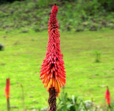 Image result for Kniphofia princeae