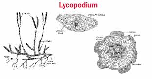 Image result for Lycopodium