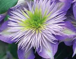 If your soil tends to be acidic, you should sweeten it periodically with limestone or a little wood ash. How To Grow Clematis Advice About The Golden Rule When Planting Clematis And Protecting Clematis From Slugs