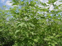 Image result for Vitex mombassae