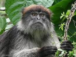 Central African Red Colobus Piliocolobus Oustaleti Central African African Primates