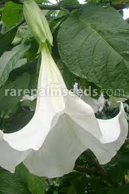 Image result for Aeollanthus suaveolens