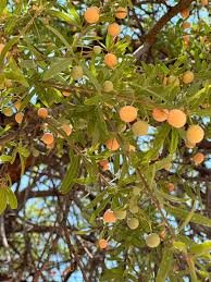 Image result for Boscia salicifolia