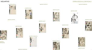 Image result for Agelanthus