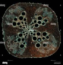 Image result for Vitellariopsis