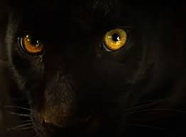 Big Black Cat Yellow Eyes Yellow Eyes Panther Yellow Eyes Panther Wild Cats