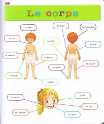 44f443 Le Corps Learn French Frenchimmersion Learningfrench Fle Frenchwords Repin For Later In 2020 Learning French For Kids French Kids French Teaching Resources
