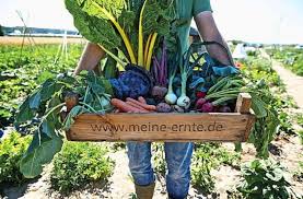 Familie mit zwei erwachsenen kindern sucht kleingarten in stuttgart bad cannstatt zu mieten/pachten. Grossstadtmenschen Suchen Natur Ein Garten Zum Mieten Stuttgart Stuttgarter Nachrichten