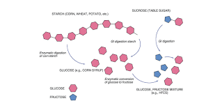 Carbs convert to glucose (sugar) in our systems, yes. Crossfit An Introduction To Metabolism
