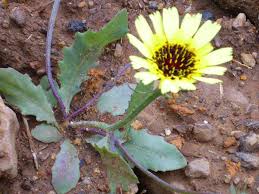 Image result for Tolpis