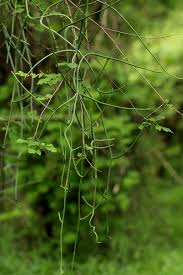 Image result for Cynanchum viminale