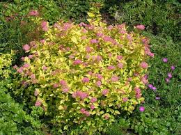 Image result for spirea japonica gold princess