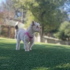 Whether it's a doggy daycare, dog kennel, dog sitting, or dog hotel, every kind of dog. Best Boarding Kennels For Dogs Near Me July 2021 Find Nearby Boarding Kennels For Dogs Reviews Yelp