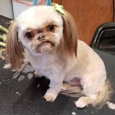 I breed shih tzu only. One Of My Grooming Customers Her Name Is Lugnut She S A Shih Tzu Chihuahua Mix And One Of My Favorite Customers Eyebleach