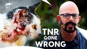 Feral Cat: Jackson Galaxy Uncovering Hidden World of Feral Cats