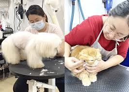 We are recruiting a dog bather for our modern spacious grooming salon located in torrance. Career Change Leads To Fulfilling Pet Grooming Job