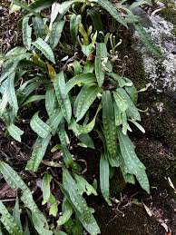 Image result for Pleopeltis