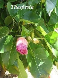 Image result for Vitex payos