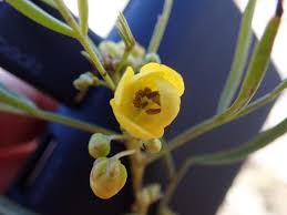 Image result for Buchnera longispicata