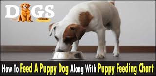 How To Feed A Puppy Dog Along With Puppy Feeding Chart Dogsfud
