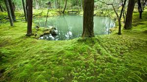 Image result for moss