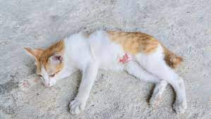 We did not find results for: Mon Chat S Est Coupe Et Saigne Saignements Et Plaies Chez Le Chat Doctissimo