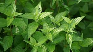 Image result for Pouzolzia