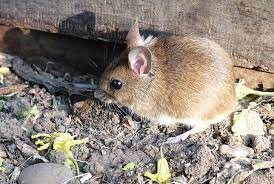 Field Mouse Control Facts Find How To Get Rid Of Field Mice