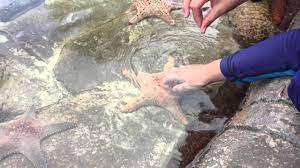 Watch official video, print or download text in pdf. Tapak Sulaiman Star Fish Youtube