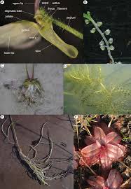Image result for Thomandersia laurentii