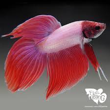 Live Betta Fish Male Lovely Pink Veiltail Betta Fish Betta Fish
