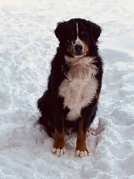 Get the latest on steve schmidt from rachel maddow, lawrence o'donnell, chris hayes, chris matthews, al sharpton, joe scarborough. Steve Schmidt On Twitter Fresh Snow In The Mountains A Very Happy Snow Dog