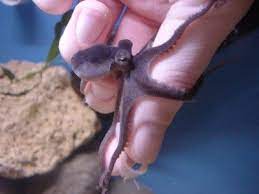 Octopus Basics Keeping An Octopus As A Pet Pet Fish Tiny Octopus Octopus