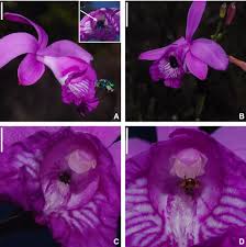 Image result for Polystachya cribbiana