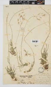 Image result for Cleistachne sorghoides