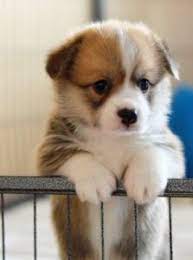 Lancaster puppies advertises puppies for sale in pa, as well as ohio, indiana, new york and other states. 5 Best Corgi Breeders In New York 2021 We Love Doodles
