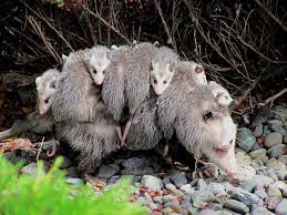 Opossum Wikipedia