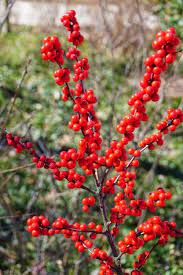 Winterberry Shrub Winter Garden Shrubs Winterberry