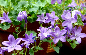 Campanula Portenschlagiana Commonly Known As Dalmatian Bellflower Wall Bellflower Or Adria Bellflower In Spanis Naturalistic Garden Beautiful Gardens Plants