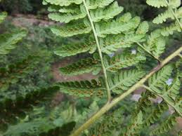 Image result for Hypolepis sparsisora