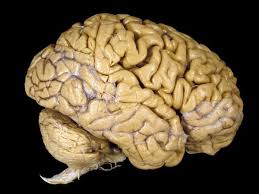 Image result for hình ảnh bộ não con người