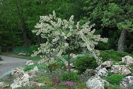 This dwarf flowering crabapple reaches 4 to 5 feet in height and is rated one of the top 10 crabapples to grow by the. Tina Flowering Crabapple Malus Sargentii Tina In Inver Grove Heights Minnesota Mn At Gertens