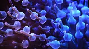 Check spelling or type a new query. Animation Cell Blue Human Cell Stock Footage Video 100 Royalty Free 15986068 Shutterstock